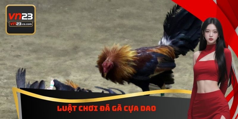 Đá Gà Cựa Dao VN23 - Chiến Trường Đẫm Máu Dành Cho Hội Viên 4 Luật chơi đá gà cựa dao