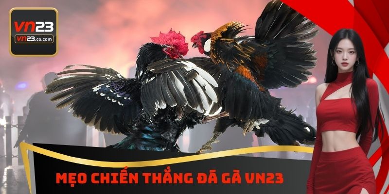 Mẹo chiến thắng đá gà VN23